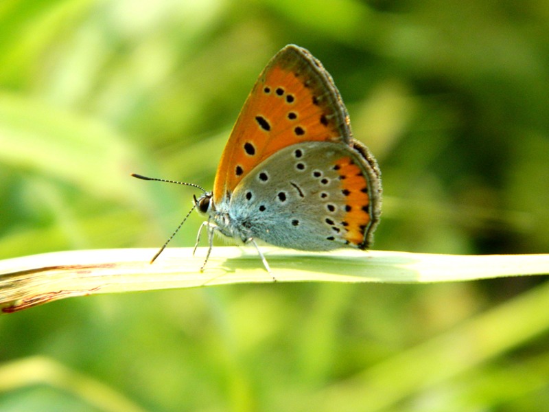 Una goccia di sole...